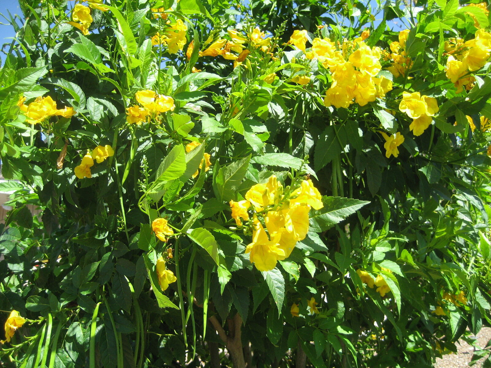 20 Trumpet Hummingbird Vine Yellow Perennial Flower Seeds | www.seedsplantworld.com