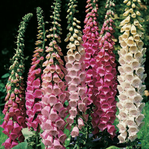 2000 Foxglove Excelsior Mix Shade/ Sun Flower Seeds | www.seedsplantworld.com