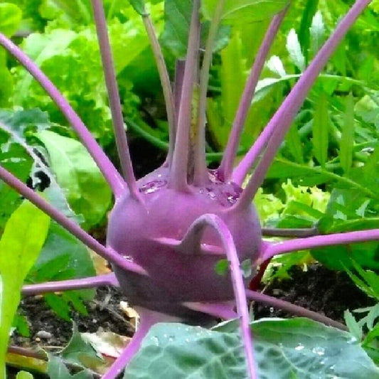 75 Purple Vienna Kohlrabi NON-GMO Heirloom Vegetable Seeds | www.seedsplantworld.com