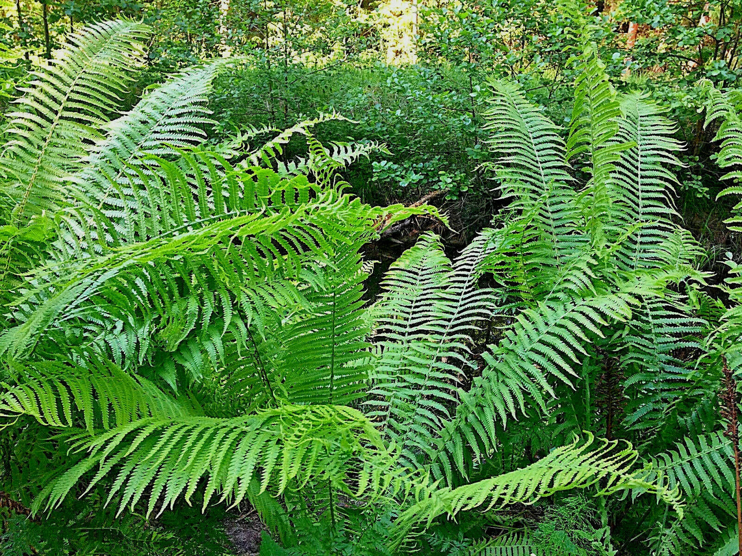 Western Sward Fern, 1007 Seeds