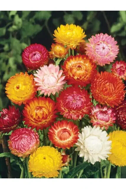 400 Strawflower Tall Double Mix Flower Seeds | www.seedsplantworld.com