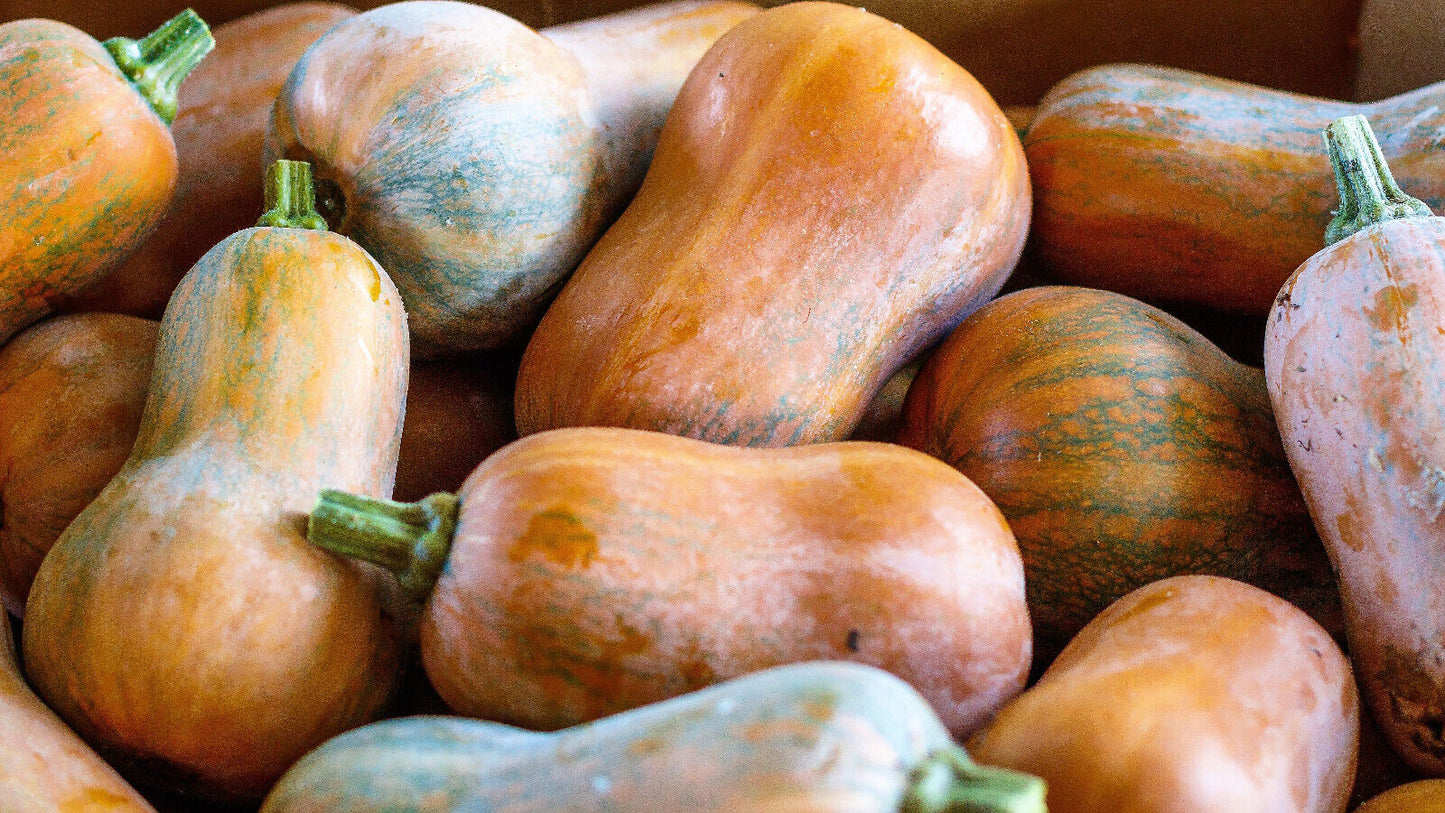 25 Organic Honeynut Squash Honey Butternut Cucurbita Baby Buttercup Veggie Seeds | www.seedsplantworld.com