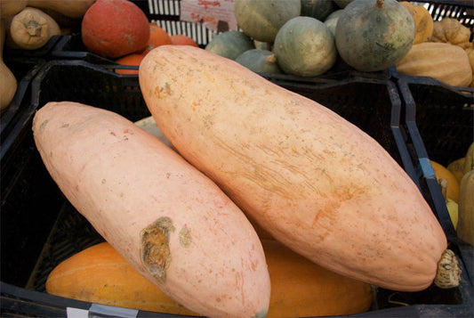 20 Squash Banana Pink Heirloom Vegetable Seeds | www.seedsplantworld.com