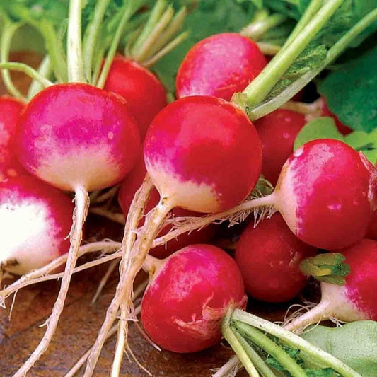 200 Ct Sparkler Radish Heirloom Garden NON-GMO Vegetable Seeds | www.seedsplantworld.com