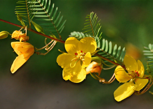 254 Partridge Pea Sleeping Sensitive Plant Seeds | www.seedsplantworld.com