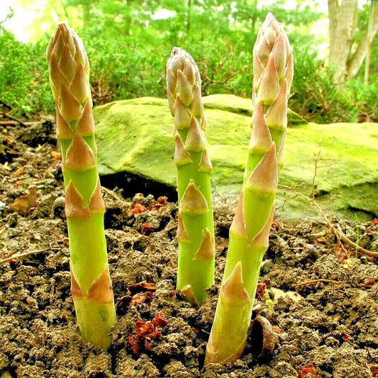 200 Asparagus Vegetable Seeds | www.seedsplantworld.com