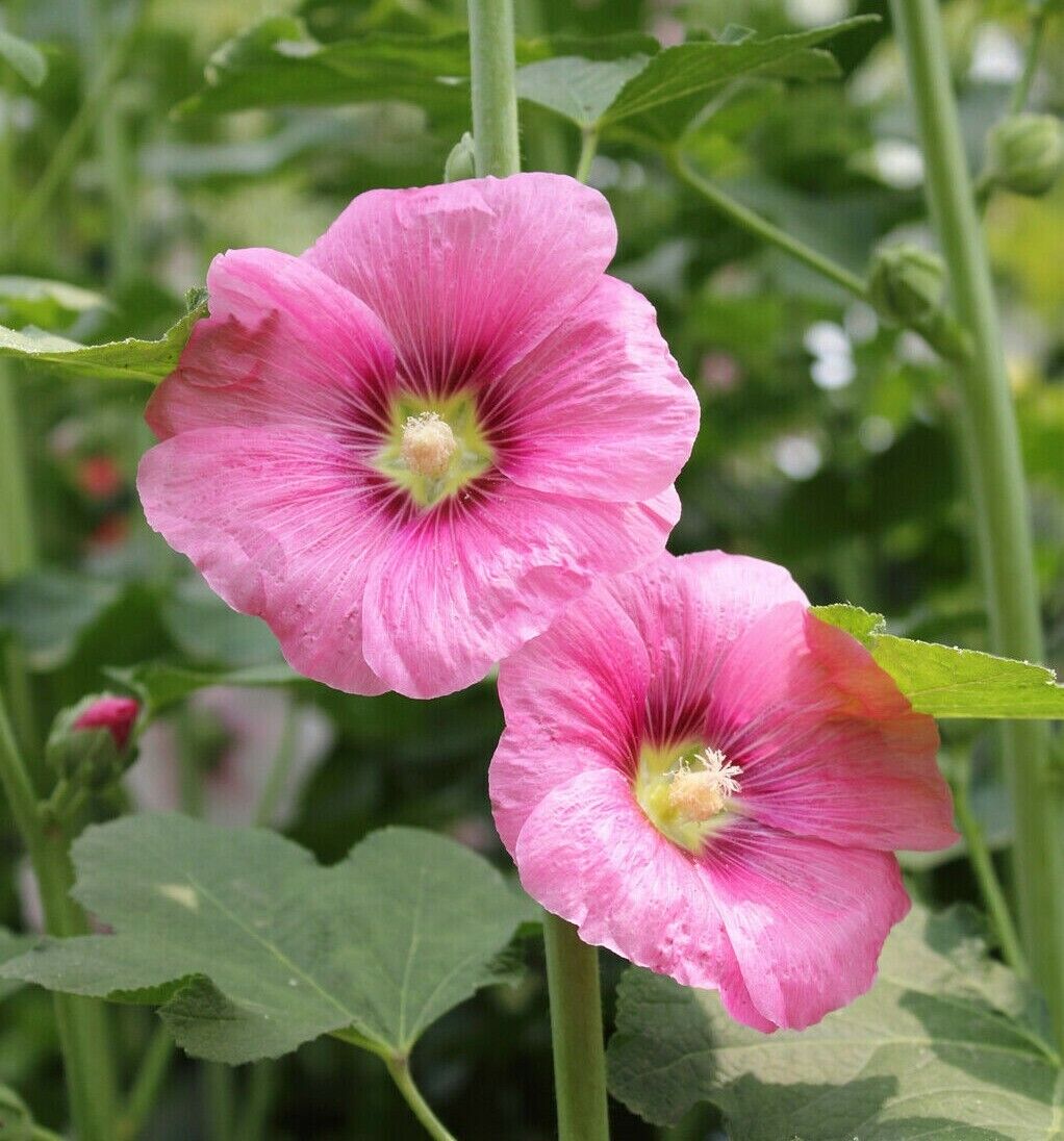 35+ Hollyhock Alcea Rosea Perennial Garden Heirloom Flower Seeds | www.seedsplantworld.com