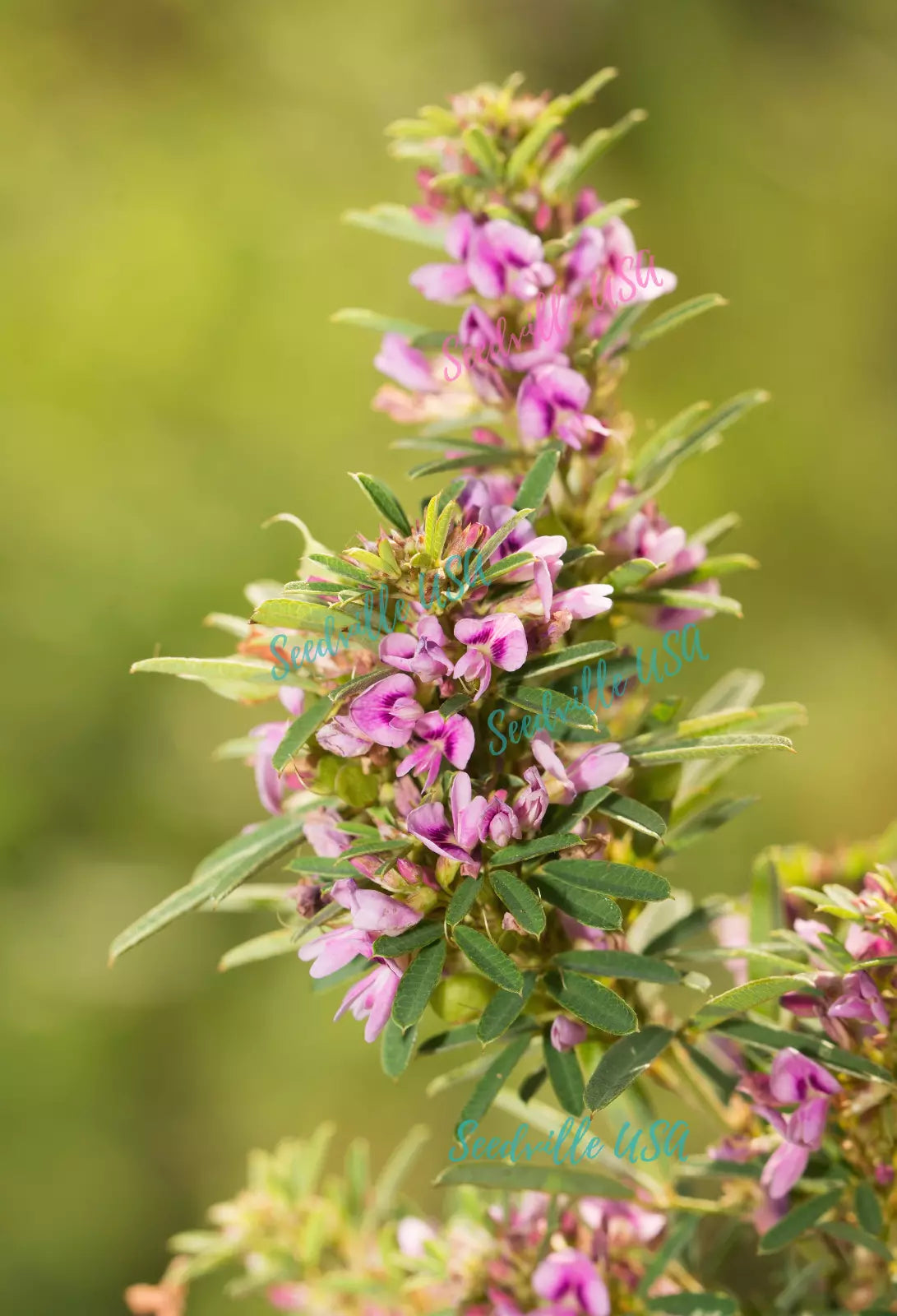 100 Slender Bush Clover Lespedeza Virginica Shrub Pink Purple Flower Seeds | www.seedsplantworld.com