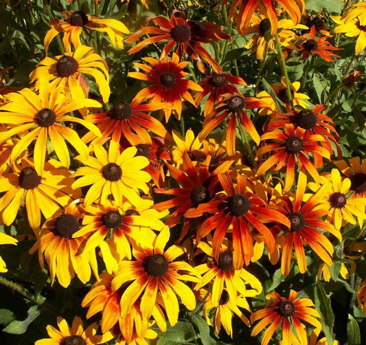 200+ Gloriosa Daisy Flower Seeds | www.seedsplantworld.com