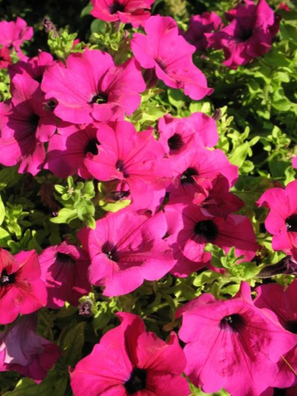 200 Pink Laura Bush Petunia Violacea Perennial Frilled Trumpet Flower Seeds | www.seedsplantworld.com