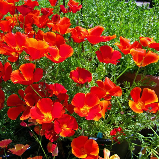 200 Red Chief California Poppy Seeds Non-GMO Flower Seeds | www.seedsplantworld.com