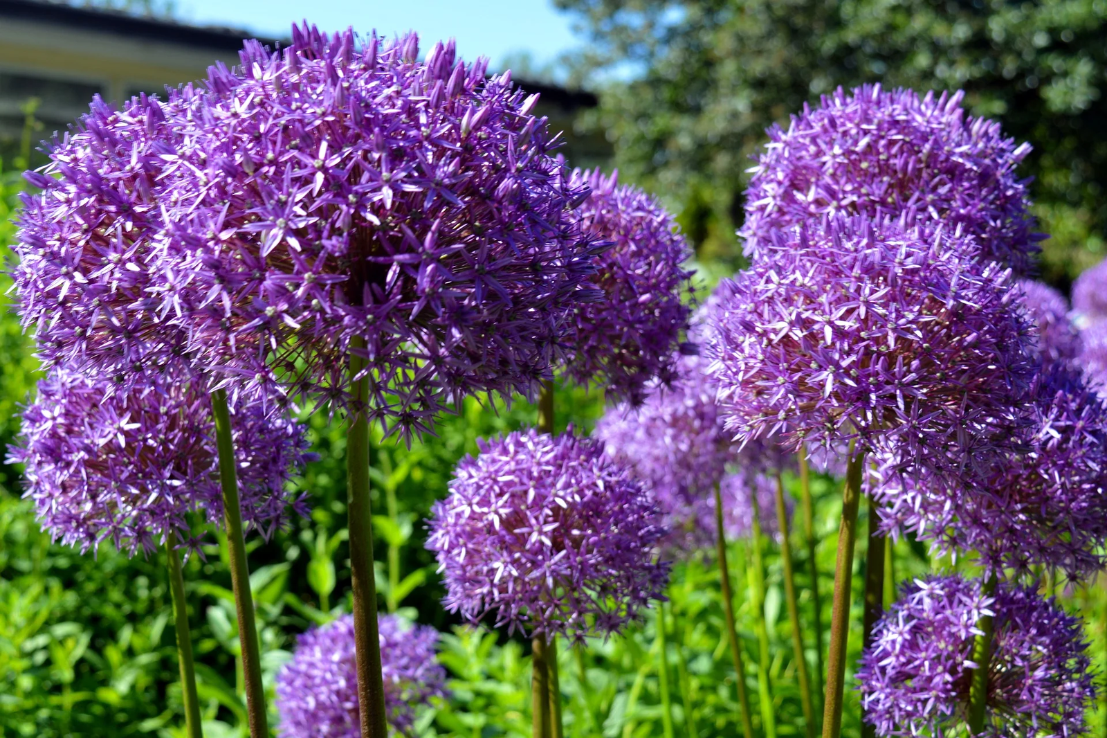 20 Star Of Persia Allium Christophii Silvery Amethyst Purple Flower Seeds | www.seedsplantworld.com