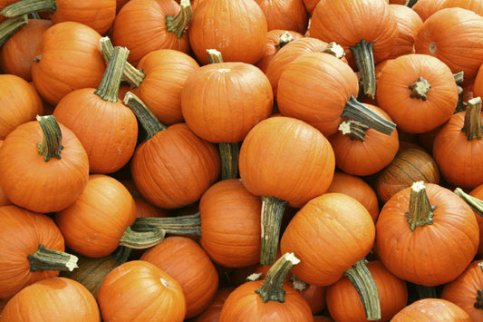 25 Ct Pumpkin Sugar Pie Garden NON-GMO Annual Vegetable Seeds | www.seedsplantworld.com