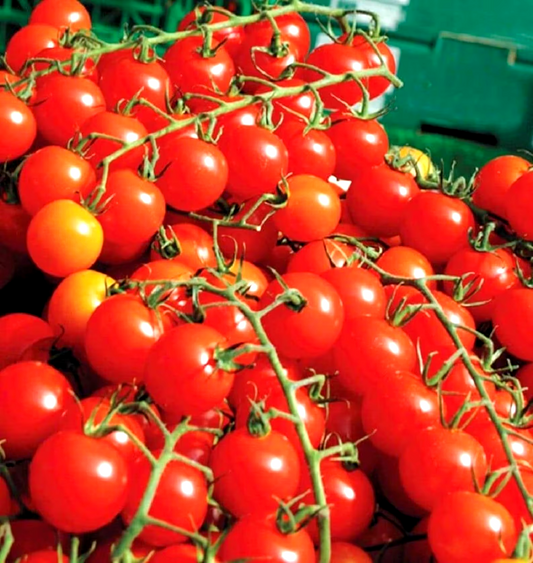 250 Cherry Tomatoes Super Sweet Large Vegetable Seeds | www.seedsplantworld.com