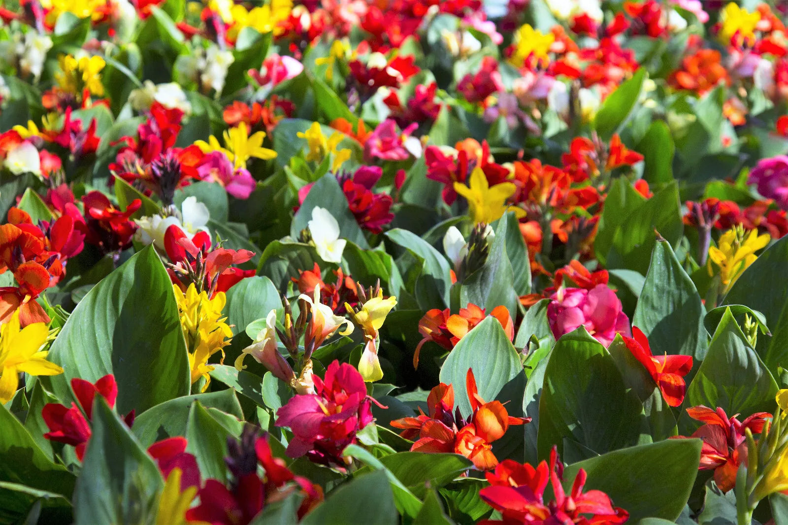 5 Mixed Canna Lily Generalis Mix Colors Red Yellow Hummingbird Flower Seeds | www.seedsplantworld.com