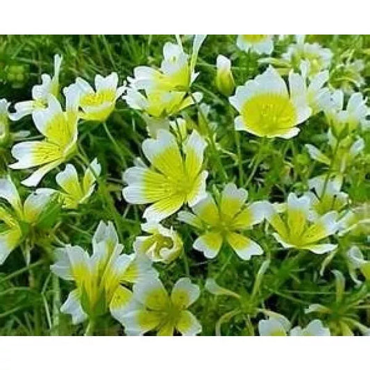 130 Poached Egg Plant Limmanthus Douglasii Meadow Foam Flower Seeds. | www.seedsplantworld.com