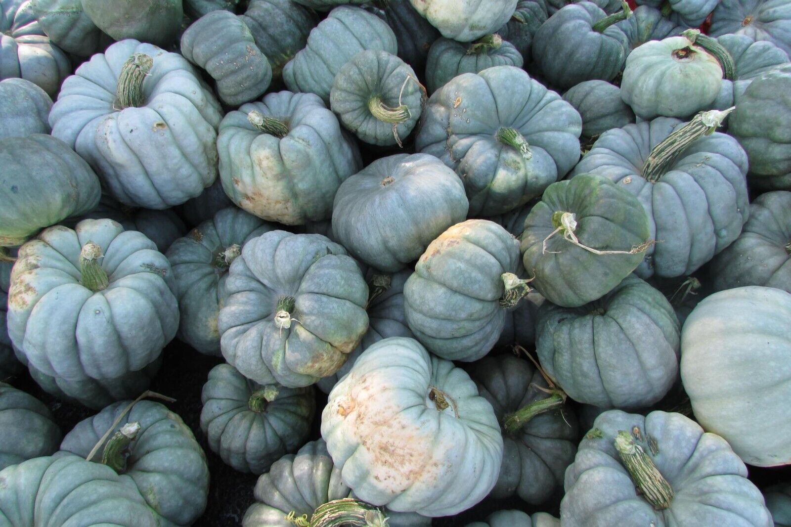 5 Ct Jarrahdale Blue Pumpkin Cucurbita Maxima NON-GMO Vegetable Seeds | www.seedsplantworld.com