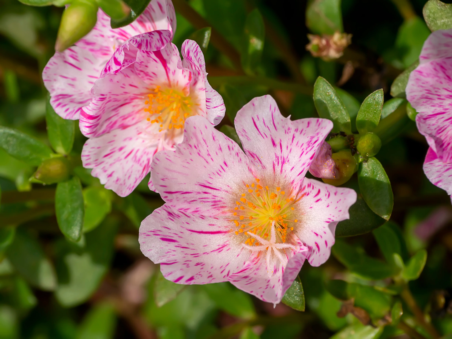 40 Sundial Peppermint Portulaca Grandiflora Moss Rose Pink Streaked Flower Seeds | www.seedsplantworld.com