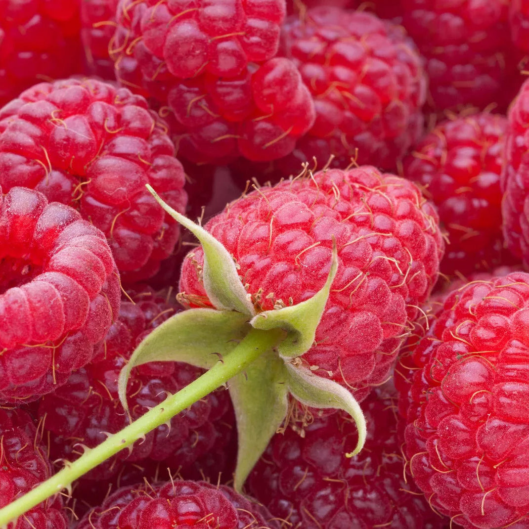 Bababerry Red Raspberry Potted Fruit Plants | www.seedsplantworld.com