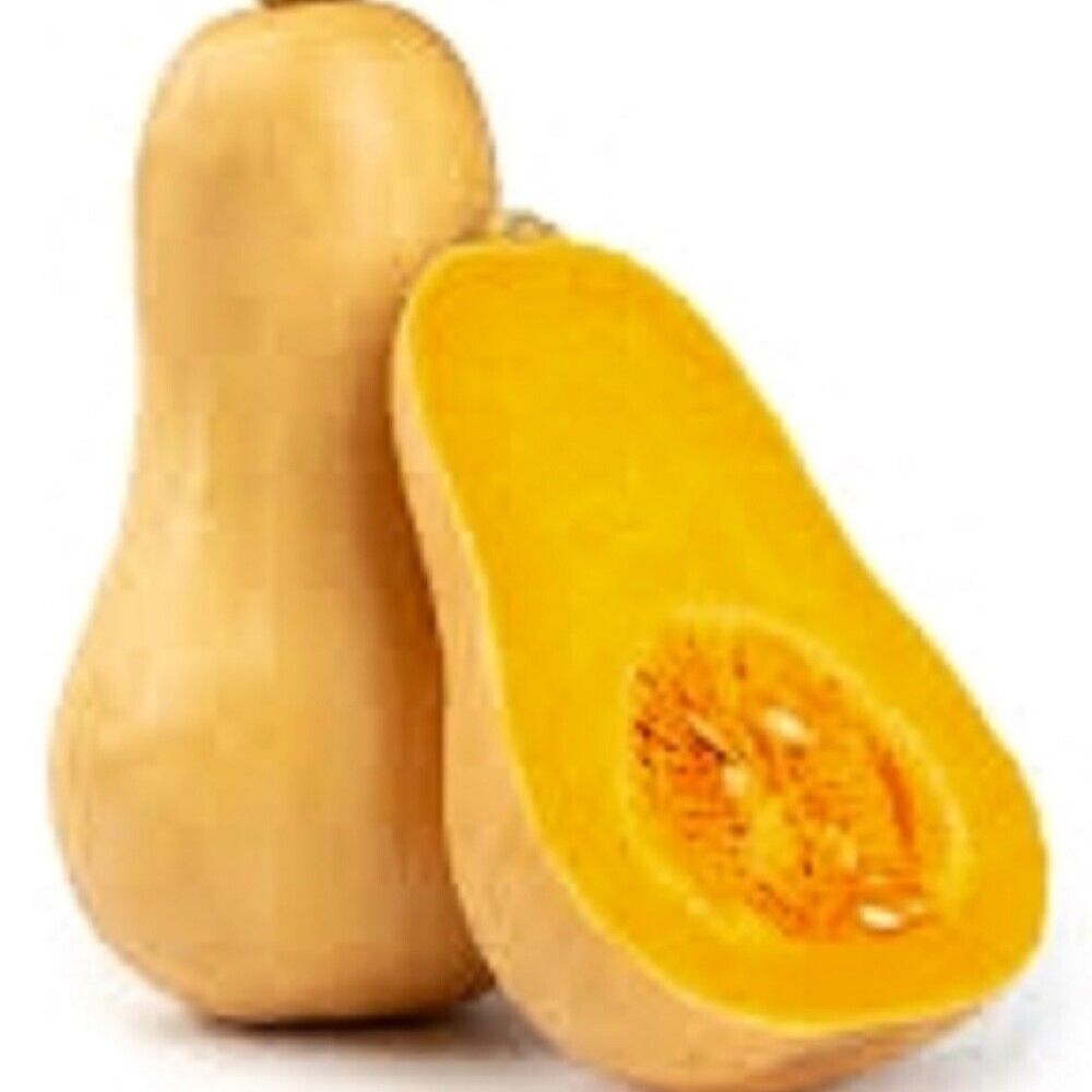 60 Butternut Winter Squash NON-GMO Heirloom Vegetable Seeds | www.seedsplantworld.com