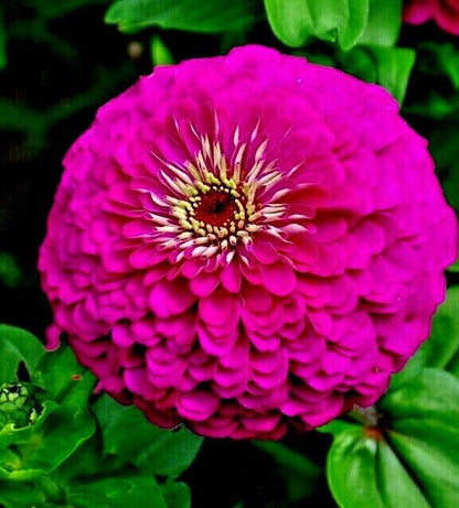 301 Purple Zinnia Flower Seeds