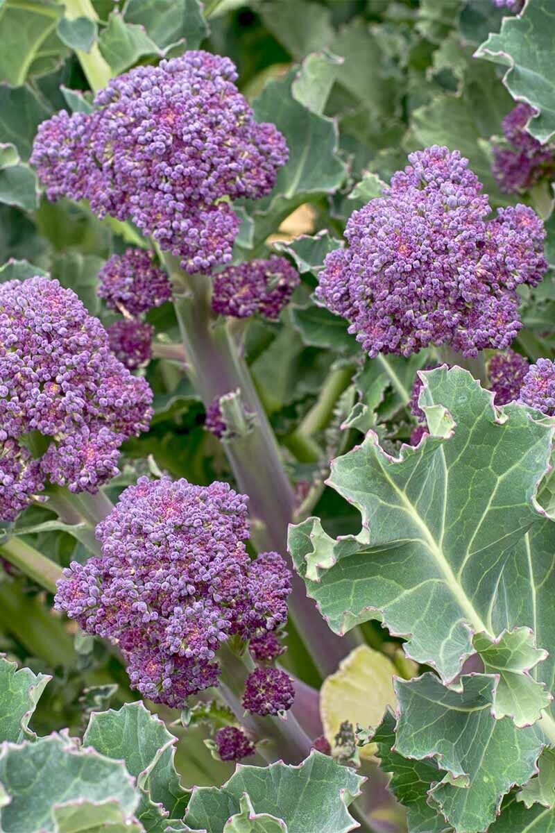 600+ Purple Broccoli Early Purple Sprouting NON-GMO Heirloom Vegetable Seeds | www.seedsplantworld.com