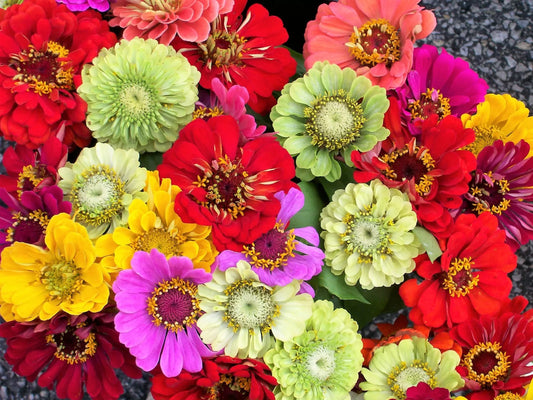 250 Mixed Colors Zinnia Elegans Red Pink White Purple Flower Seeds | www.seedsplantworld.com