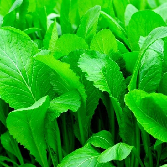 100 Florida Broadleaf Mustard NON-GMO Heirloom Vegetable Seeds | www.seedsplantworld.com