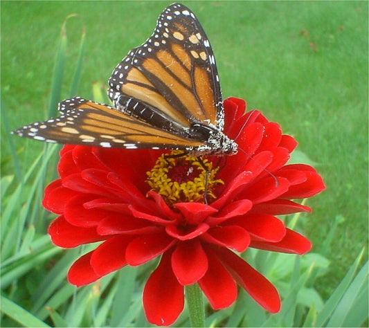 150 Zinnia Cherry Queen Dark Red Double Flower Seeds | www.seedsplantworld.com