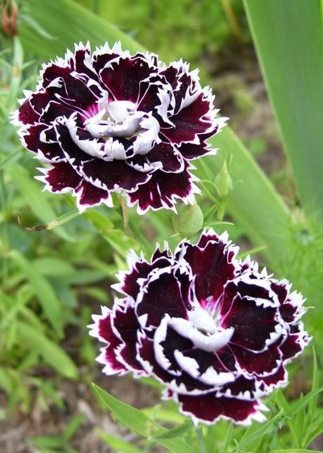 30 Black & White Chianti Dianthus Chinensis China Pink Flower Seeds | www.seedsplantworld.com