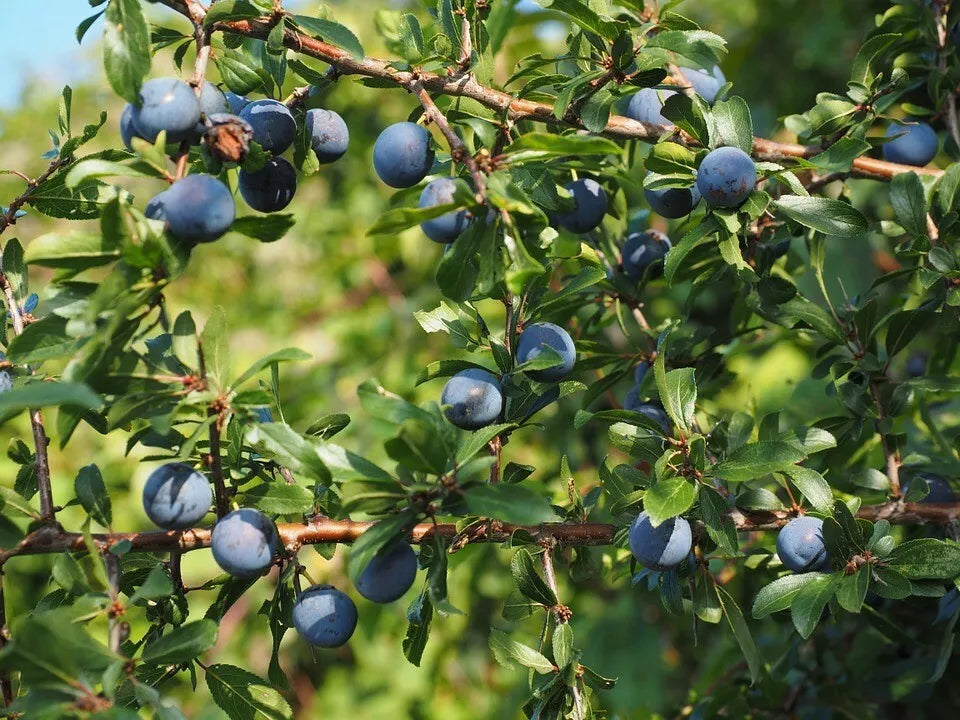 1 Aurora Blueberry (1 Quart Sized Plant Shipped Bare Root) Bare Root Plants | www.seedsplantworld.com