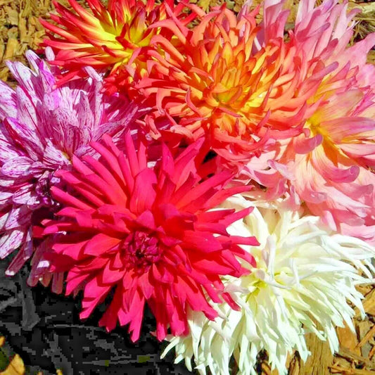 200 Zinnia Cactus Flower Spring Mix Flower Seeds | www.seedsplantworld.com