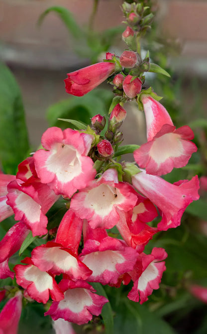 Pink Penstemon 100 Seeds