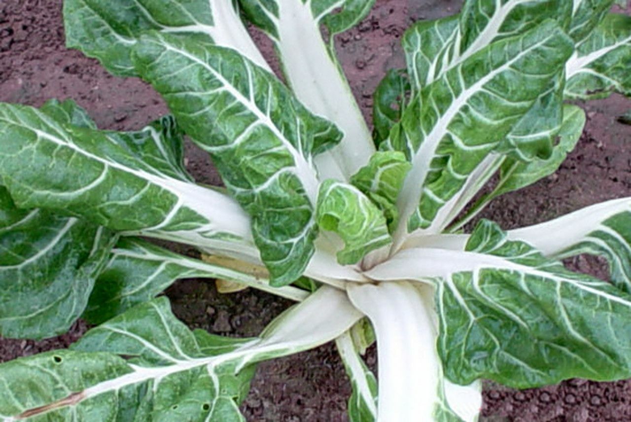 100 Ct Swiss Chard Large White Ribbed Heirloom NON-GMO Vegetable Seeds | www.seedsplantworld.com