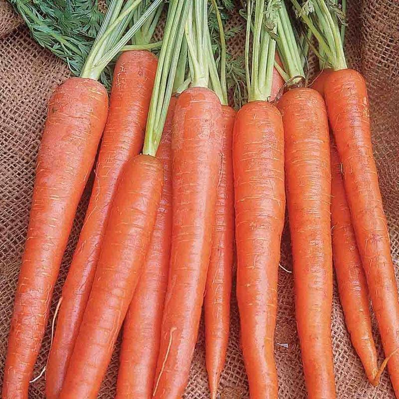 1000+ Imperator 58 Carrot Garden Heirloom NON-GMO Vegetable Seeds | www.seedsplantworld.com