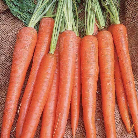 1000+ Imperator 58 Carrot Garden Heirloom NON-GMO Vegetable Seeds | www.seedsplantworld.com