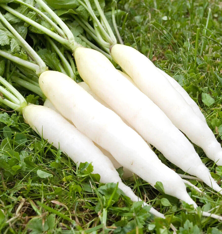 425 Radish White Icicle Fast Growing Vegetable Seeds | www.seedsplantworld.com