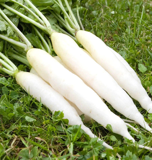 425 Radish White Icicle Fast Growing Vegetable Seeds | www.seedsplantworld.com