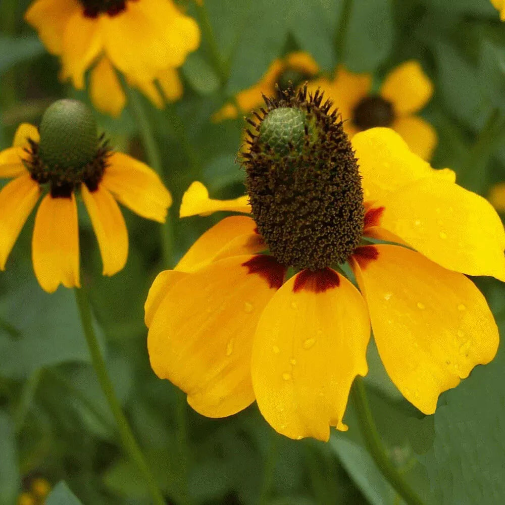 500 Clasping Coneflower Seeds Non-GMO Flower Seeds | www.seedsplantworld.com