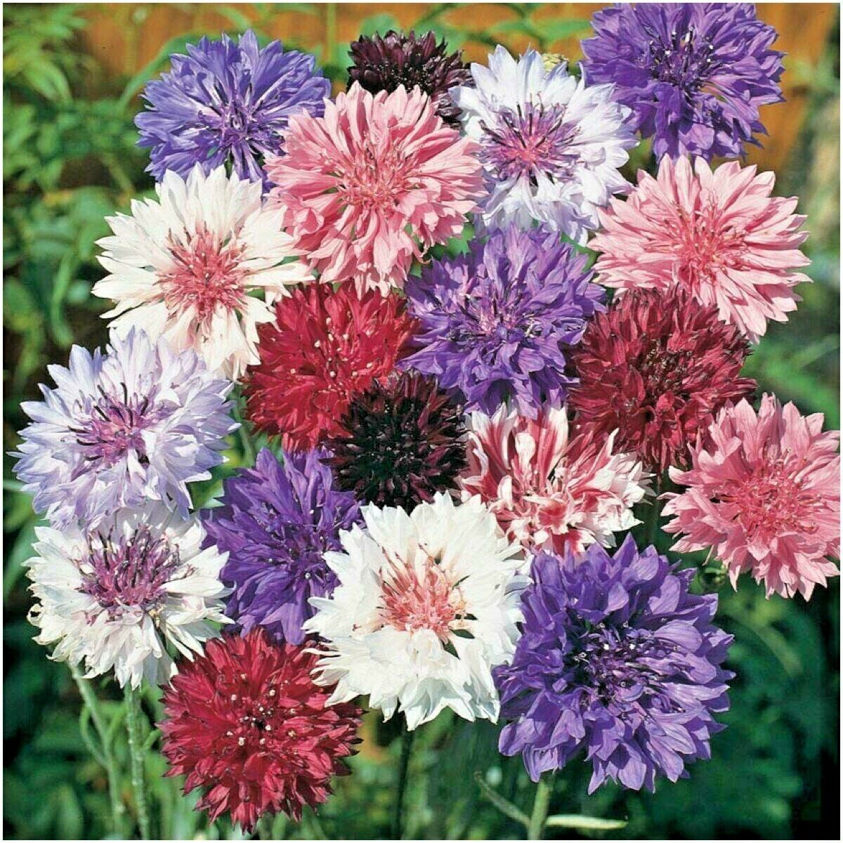 501 Dwarf Bachelor Button Polka Dot Mix Flower Seeds | www.seedsplantworld.com