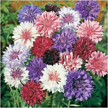 501 Dwarf Bachelor Button Polka Dot Mix Flower Seeds | www.seedsplantworld.com