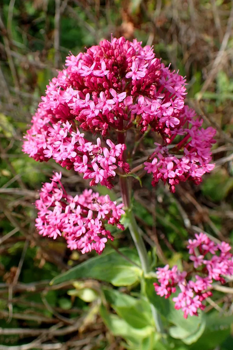 Red Valerian, 105 Seeds | www.seedsplantworld.com