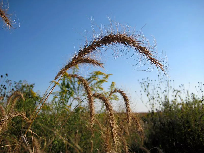 500 Canadian Rye Elymus Canadensis Grain Grazing Grass Ground Cover Seeds | www.seedsplantworld.com