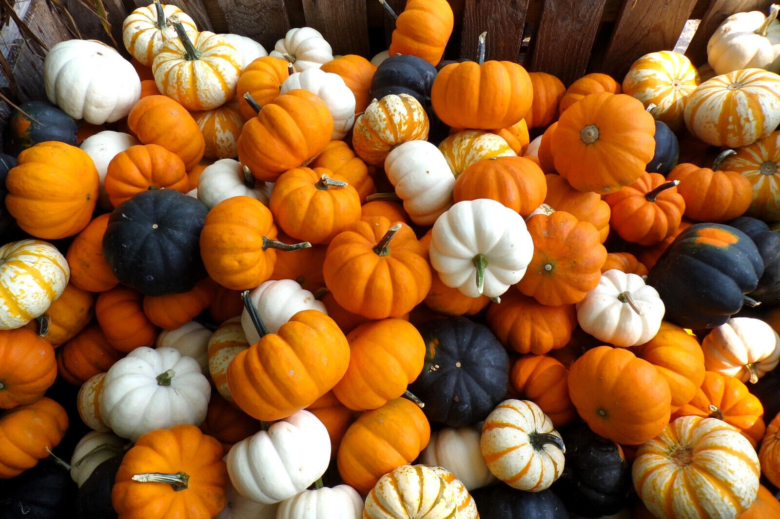 20 Mini Mix Pumpkin Miniature Cucurbita Pepo White Green Orange Stripe Veg Seeds | www.seedsplantworld.com