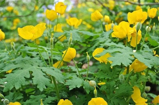 5 Celandine Poppy Bulb (Stylophorum Eiphyllym) Live Plant