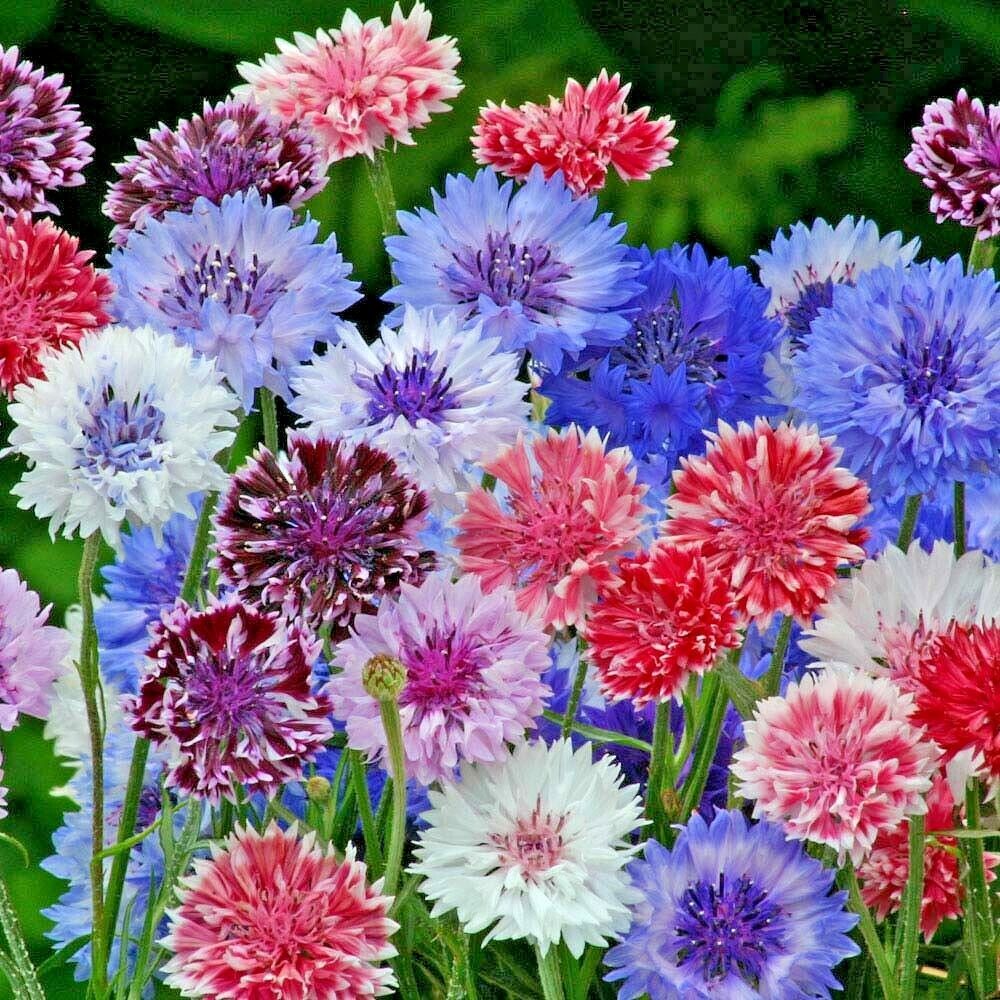 501 Dwarf Bachelor Button Polka Dot Mix Flower Seeds