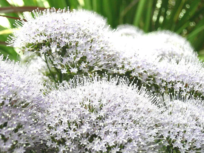 25 White Throatwort Trachelium Caeruleum Flower Seeds | www.seedsplantworld.com