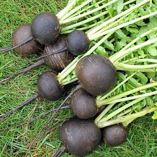 200 Ct Black Spanish Round Radish Garden NON-GMO Vegetable Seeds | www.seedsplantworld.com