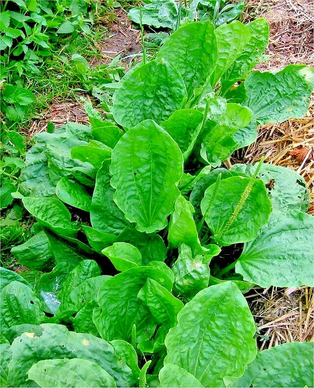 Wide Leaf Plantain 500 Seeds