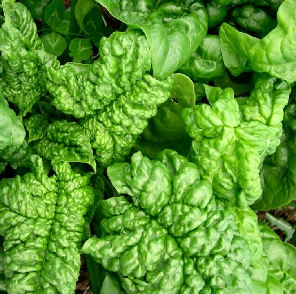 100 Bloomsdale Long Standing Spinach NON-GMO Heirloom Vegetable Seeds | www.seedsplantworld.com